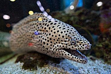 《鹅鸭杀》服务器遭到攻击 官方宣布将停服维护